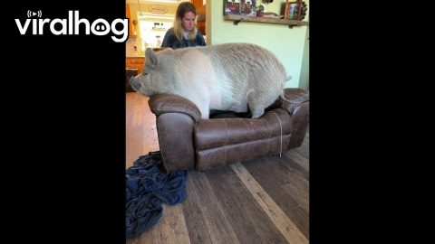 This Is Rootie's Recliner || ViralHog