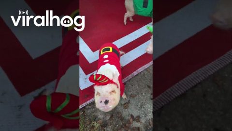 Santa's Elves Go Camping || ViralHog
