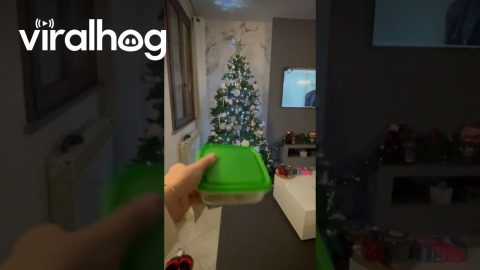 Cat Climbs Out Of Christmas Tree For Treats || ViralHog