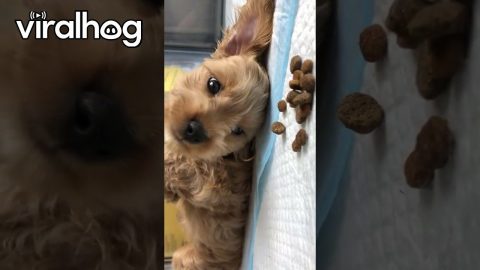 The Cutest Way to Eat Kibble || ViralHog