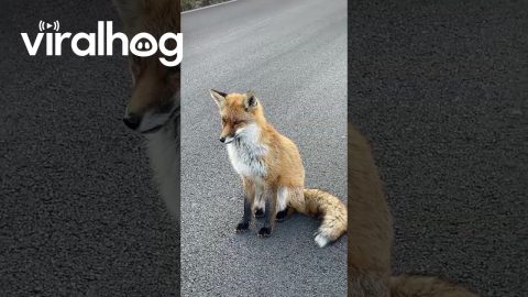 Curious Fox Meets Friendly Biker || ViralHog