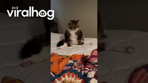 Cat Strikes a Sultry Pose || ViralHog