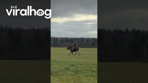 Riding A Moose || ViralHog