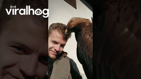 Golden Eagle Barber || ViralHog