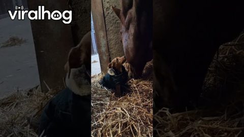 Nothing Stands Between A Horse And His Hay || ViralHog