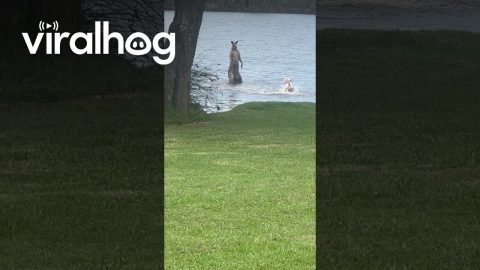 Dog Barks At Lakeside Kangaroo || ViralHog