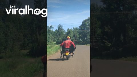 Cow Transportation in Kenya || ViralHog