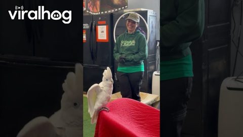 Cockatoo Wants Your Job || ViralHog