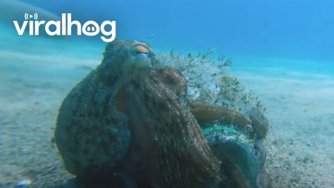 Octopus Makes Its Home in a Plastic Bottle || ViralHog