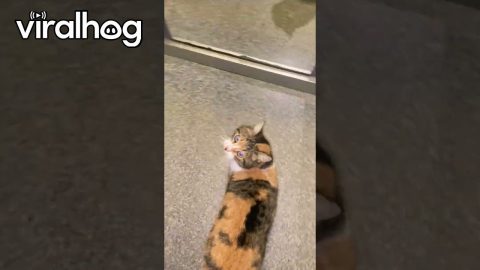 Adorable Multicolored Cat Takes Ride in Elevator || ViralHog