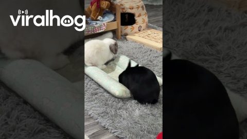 Sneaky Bunny Steals Bed From Brother || ViralHog
