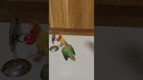 Birds Play Basketball || ViralHog