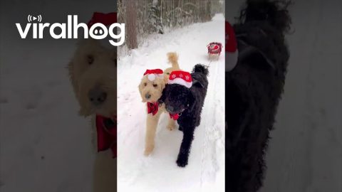 Cat Is Escorted Via Sleigh Driven By Two Dogs || ViralHog
