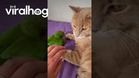 Cat is Protective of Bird Brother || ViralHog