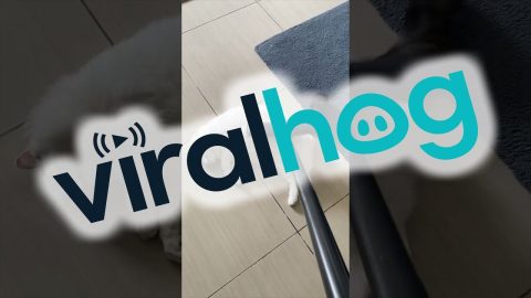 Cat Loves the Vacuum Cleaner || ViralHog
