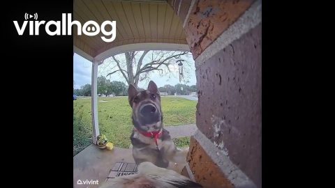Dog Boops Neighbor's Doorbell