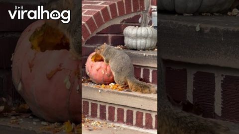 Randy The Squirrel Chunks Up For The Winter || ViralHog