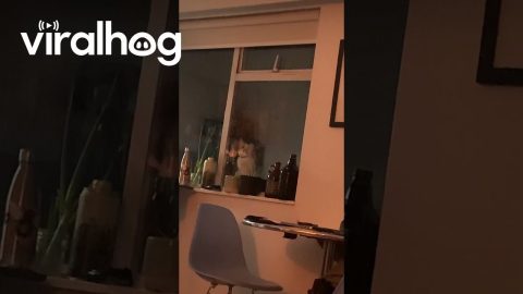 The Neighbor's Cat Is Very Persistent || ViralHog