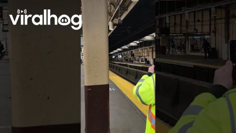 Loose Bull Spotted Running on Train Tracks in New Jersey || ViralHog