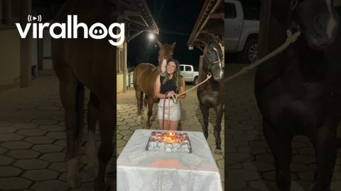 The Love Of An Equine Friend || ViralHog