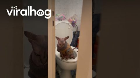 Owner Catches Sphinx Cat Using the Toilet || ViralHog