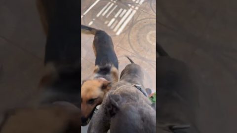 Greyhound Jumps With Excitement || ViralHog