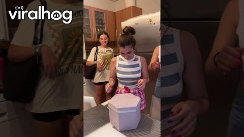 Surprising Her Best Friend With A Cat || ViralHog