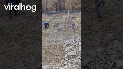 Doe Saved From Underneath Fence || ViralHog