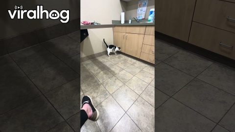 Wet Paws Keep Corpulent Cat Grounded || ViralHog