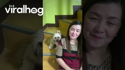 Shih Tzu Is Ready to Pose For Pictures || ViralHog