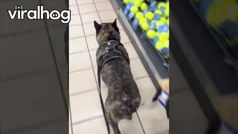 High Speed Chase With Ciro The Bulldog || ViralHog