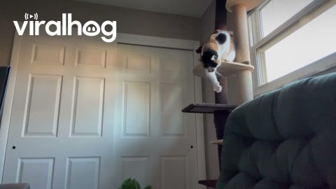 Blind Cat Maneuvers Down Climbing Post || ViralHog