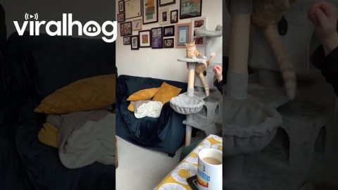 One Gigantic Leap for Kittenkind || ViralHog