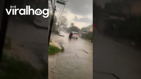 Motorist Fails To Watch Road || ViralHog