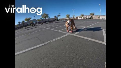 Skateboarding Dog Cruises Through Parking Lot || ViralHog
