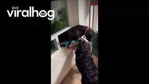 Mission Impawsible || ViralHog