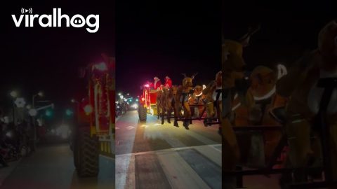 Santa's Reindeer Spread Christmas Cheer at Parade || ViralHog