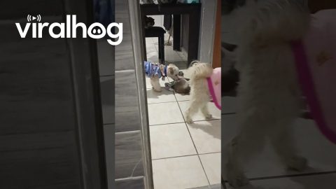 Pup Pulls Kitty Friend Along || ViralHog