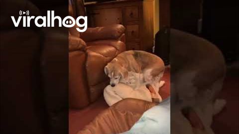 Beagle Removes Cat From Recliner || ViralHog
