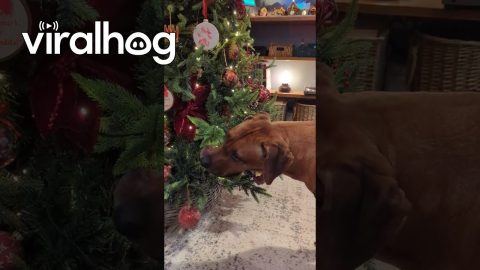 Naughty Ridgeback Told Santa Isn't Coming || ViralHog