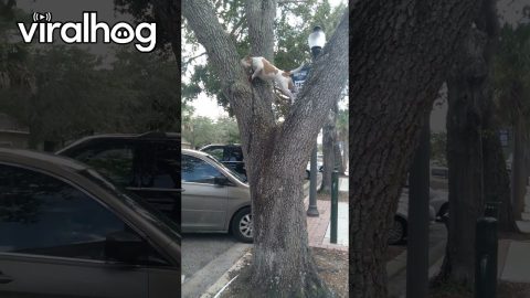 Dog Loves Climbing Oak Trees || ViralHog