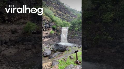 Waimea Valley Waterfall Springs To Life || ViralHog