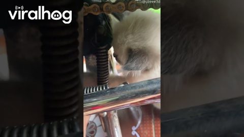 Kitten Helps Out In The Shop || ViralHog