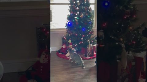 Kitty Claims The Grinch || ViralHog
