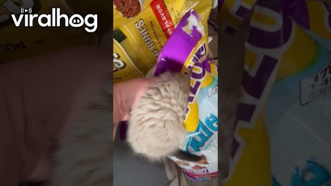 Sneaky Kitten Found Hiding In Food Bag || ViralHog