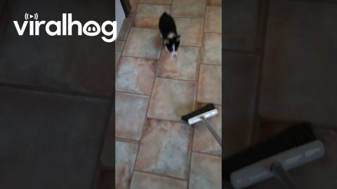 Corgi Puppy Chases After Broom || ViralHog