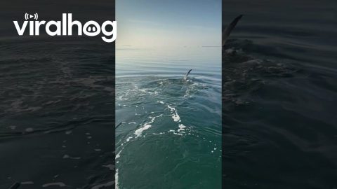 Tiger Shark Floats Belly-Up in Trance-Like State || ViralHog