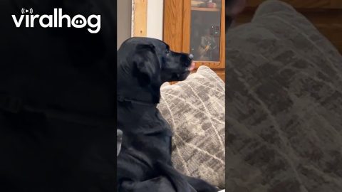 Dog Smells Some Cut Cheese || ViralHog