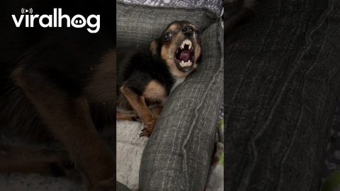 Young Disabled Chihuahua Has So Much To Say || ViralHog