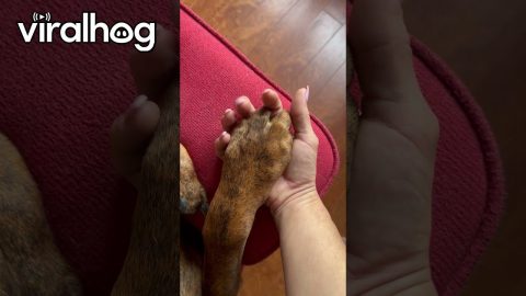 Dog Returns Hand Holding Squeeze || ViralHog